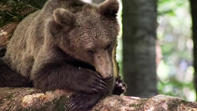 Ursii refuza sa mai intre la hibernare. Cei din gradinile zoologice se joaca afara si se bucura de primavara din decembrie