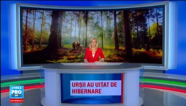 Ursii refuza sa mai intre la hibernare. Cei din gradinile zoologice se joaca afara si se bucura de primavara din decembrie