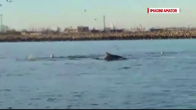 Imagini inedite, filmate la malul Marii Negre. Vremea neobisnuit de calda i-a facut pe delfini sa caute hrana la mal