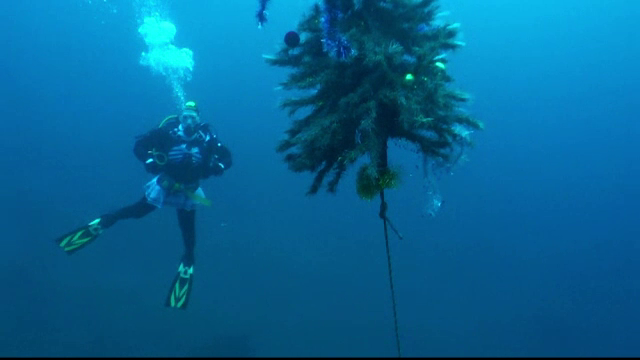 Traditia bizara a unor scafandri din Siberia. Motivul pentru care au scufundat bradul, pe temperaturi de -20 de grade Celsius