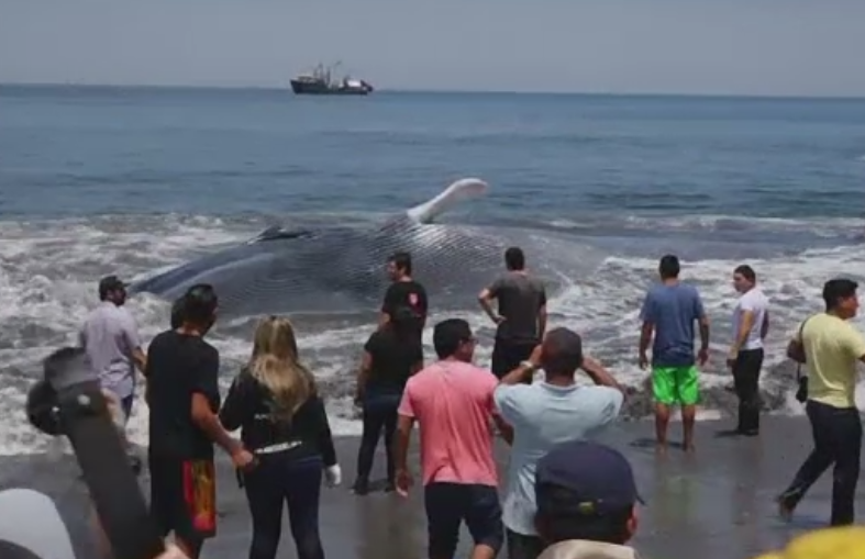Mobilizare pe o plaja din Chile. Zeci de oameni au sarit in ajutorul unei balene de 20 de metri care esuase in zona