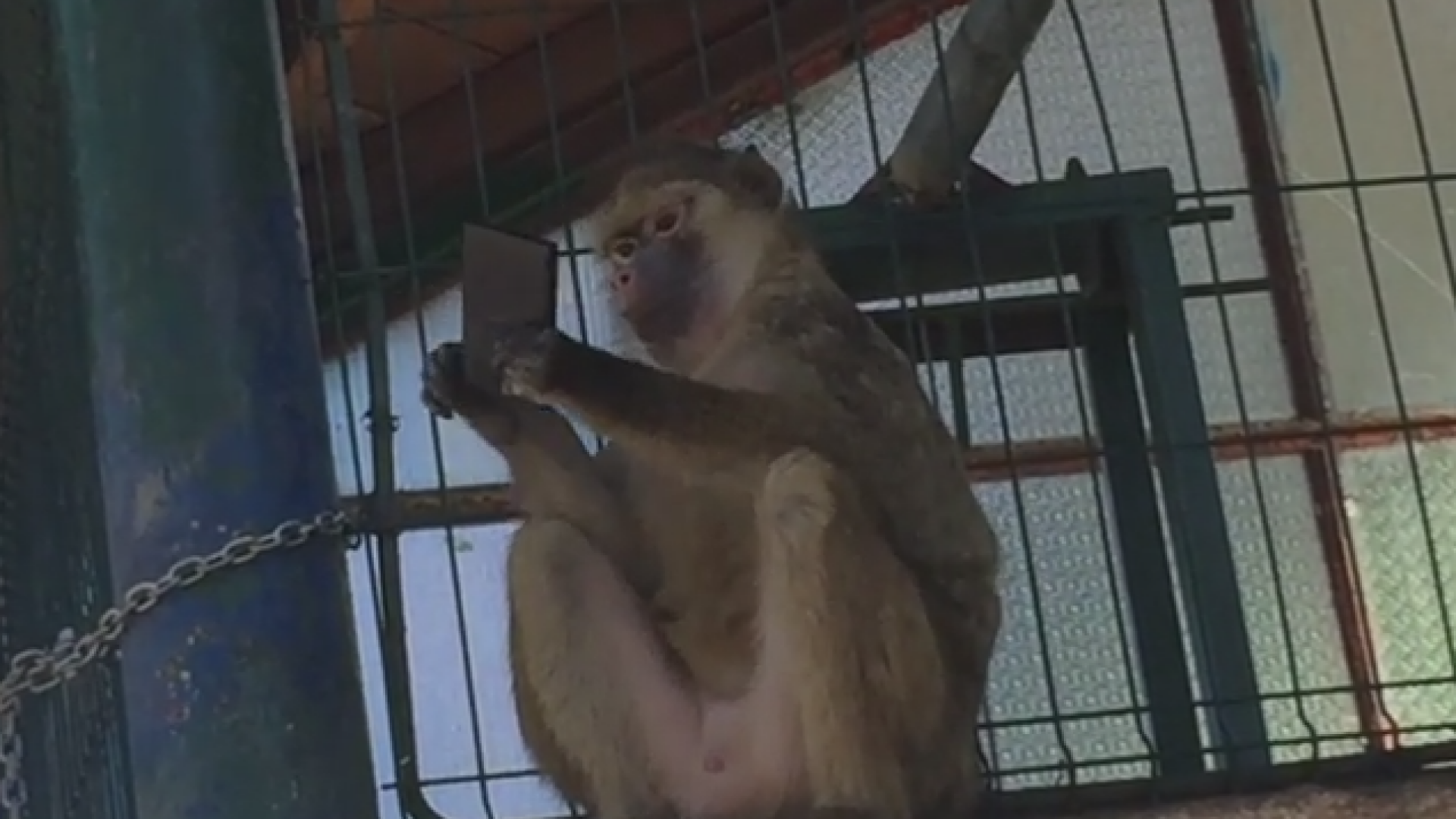 O maimuta de la ZOO Brasov a furat un smartphone de la un turist. Ce a urmat a facut deliciul tuturor. VIDEO