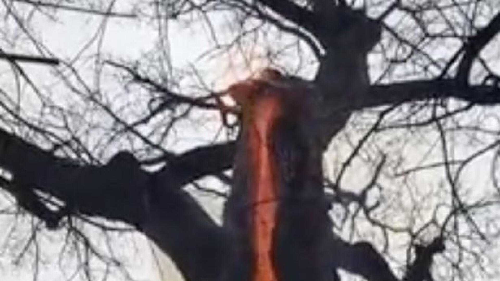 Fenomen straniu, filmat de doi tineri, in timp ce se plimbau in padure. Oamenii il numesc "copacul Diavolului"