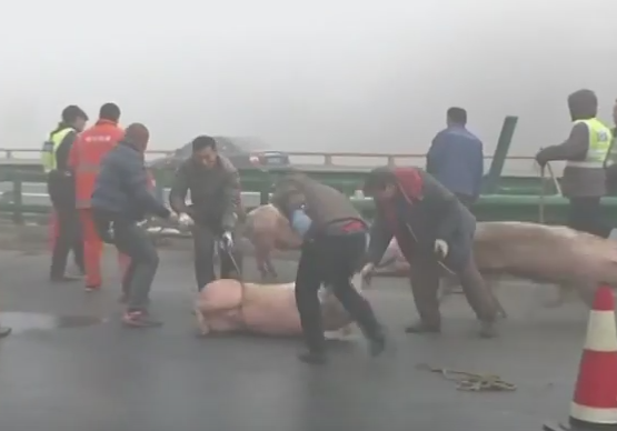 Trafic blocat ore intregi pe o autostrada din China, dupa ce un camion plin cu porci s-a rasturnat. VIDEO