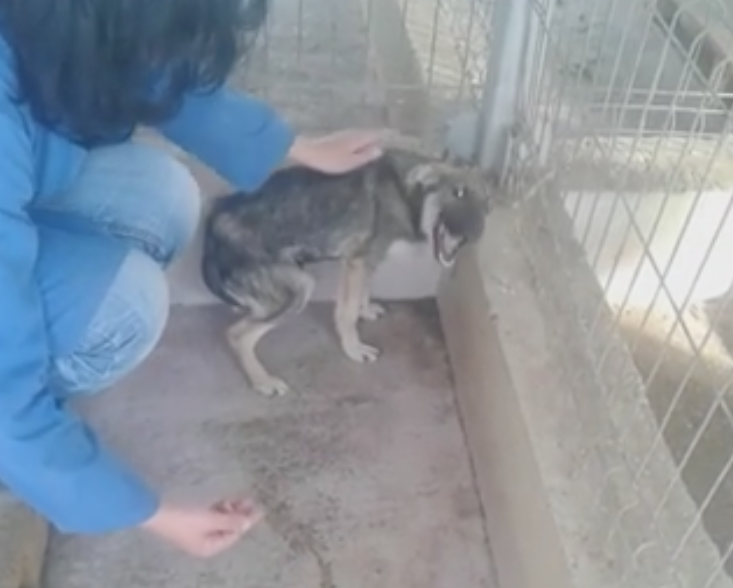 Clipul cu o catelusa abuzata din Romania a ajuns in presa internationala. Cum reactioneaza Priscilla cand e luata in brate