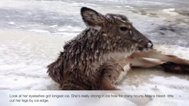 Si-a riscat viata pentru a salva o caprioara de la inghet. Gestul eroic al unui american l-a facut celebru pe internet