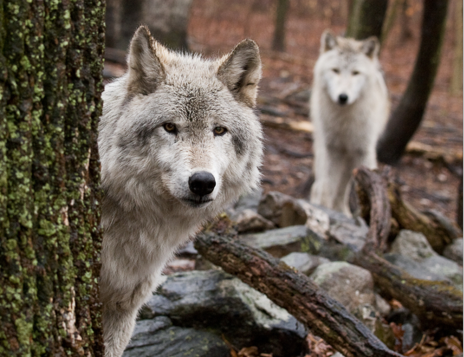 Tara care a inceput masacrul lupilor salbatici din paduri. Motivul pentru care le-a dat mana libera vanatorilor