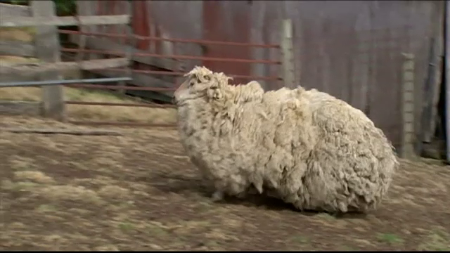 Sheila, oaia ratacitoare pierduta intr-o padure, a ajuns acasa. Cum ajunsese sa arate dupa 5 ani de la disparitie