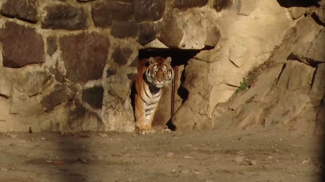 Animalele de la Gradina Zoologica din Mures care se bucura de gerul de afara. Cum sunt ingrijite pe timp de iarna