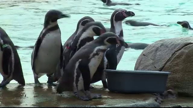 "Recensamant" la gradina zoologica din Londra. Prin ce aventuri a trecut o ingrijitoare cand a vrut sa numere pinguinii