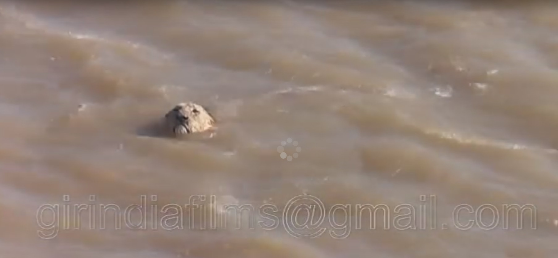 VIDEO FANTASTIC! Cand vanatorul are nevoie de ajutor. Cum au reactionat pescarii cand au vazut cum un leu era la un pas sa se inece