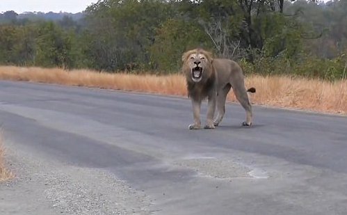 A fost gasit pe moarte, cu o capcana prinsa de gat. Cum arata acest leu dupa ce a fost salvat de niste turisti