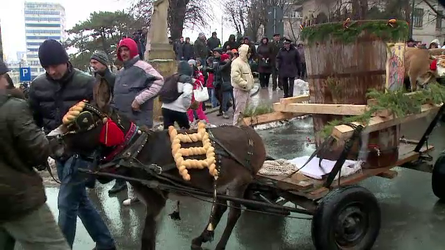 Scandal cu magarusii tarati pe sosea de Boboteaza. Iubitorii de animale au facut plangere la Politie dupa ce au vazut scenele