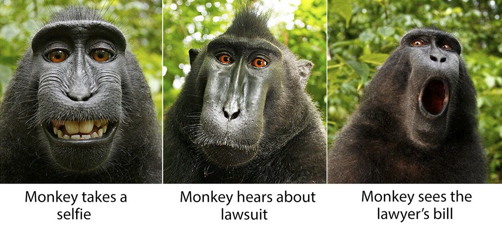 maimuta, selfie