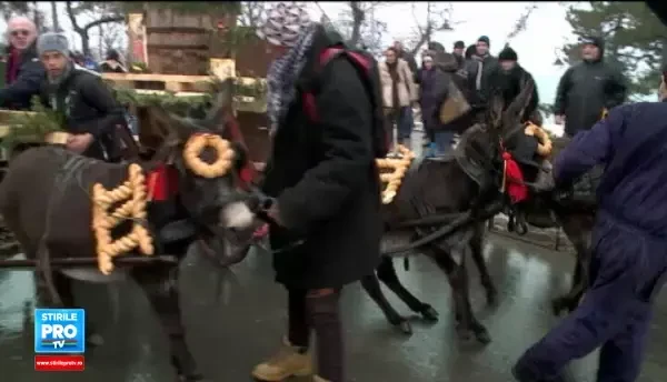 Scandal cu magarusii tarati pe sosea de Boboteaza. Iubitorii de animale au facut plangere la Politie dupa ce au vazut scenele