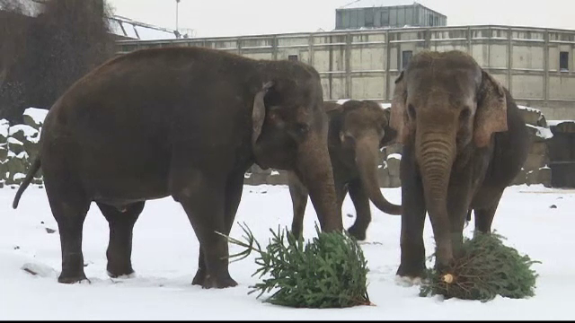 Ce au facut germanii cu brazii de Craciun. Motivul pentru care i-au donat unei gradini zoologice