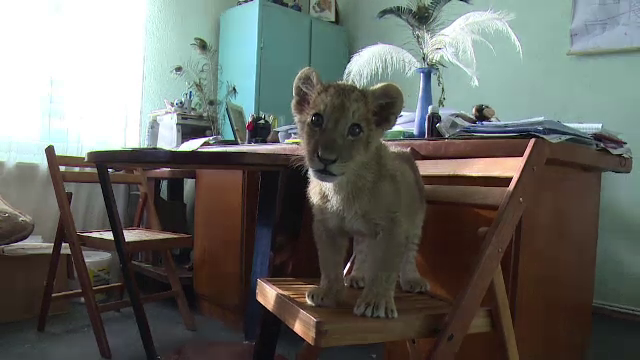 Povestea lui King Paraschiv, puiul de leu respins de mama la nastere si mutat in biroul directorului de la Zoo Barlad