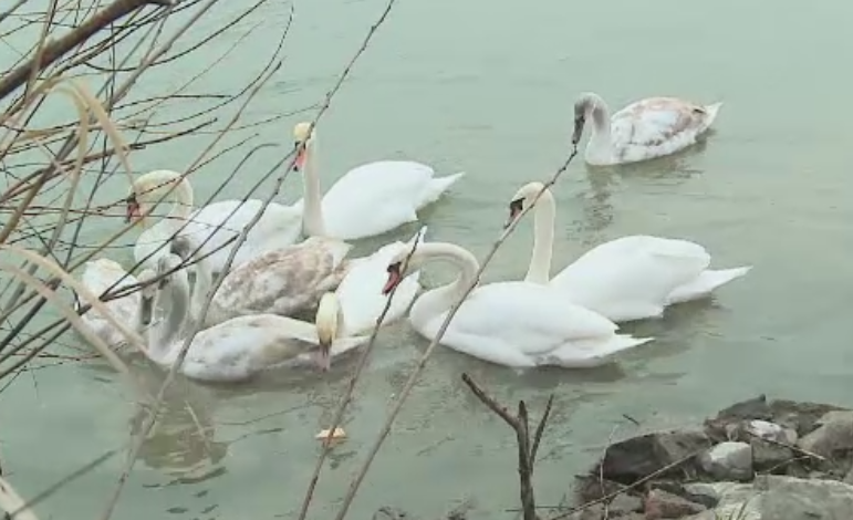 Aparitie spectaculoasa pe apele Muresului. Un stol de lebede a atras privirile trecatorilor, care le-au dat de mancare