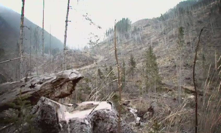 Legea privind defrisarile ilegale, promulgata de Iohannis, la 3 ani dupa ce jurnalistii "Romania, te iubesc" au initiat-o