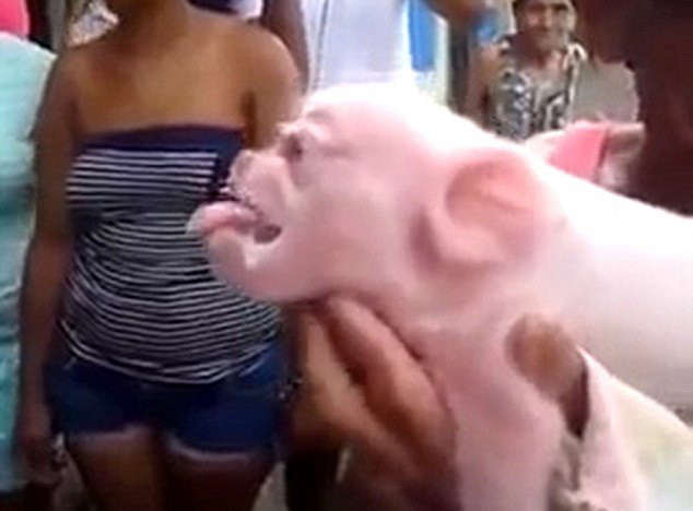 Ciudatenia care a uimit tot internetul. Cum arata porcul cu fata de maimuta. VIDEO