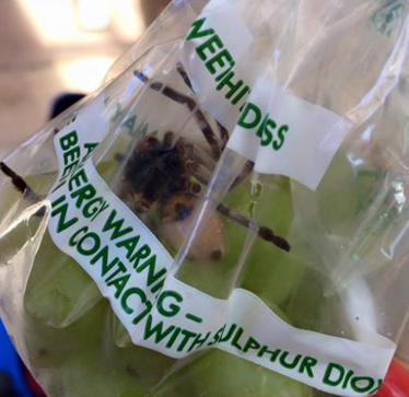 A cumparat o punga cu struguri de la supermaket, dar a tras o sperietura zdravana. Ce a descoperit cand a ajuns acasa