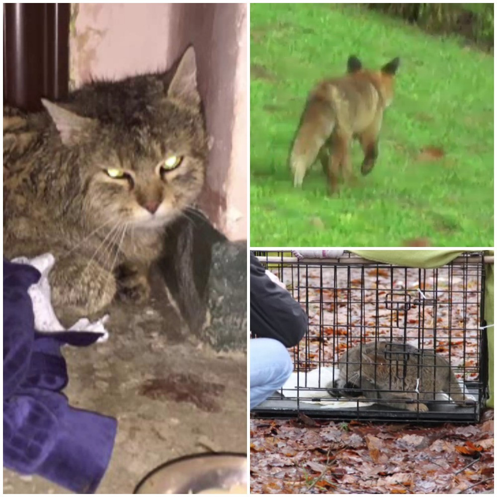 Pisica salbatica si vulpe, ajunse in oras, in cautare de hrana si partener. Felina, dusa in padure dupa o operatiune complexa