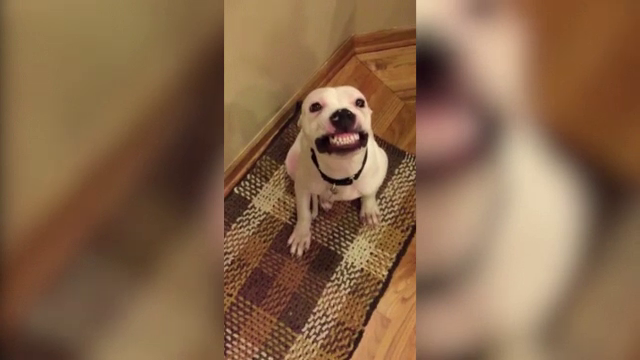 Cainele care "zambeste" a ajuns vedeta pe internet. Semnalul stapanului la care reactioneaza Herbert