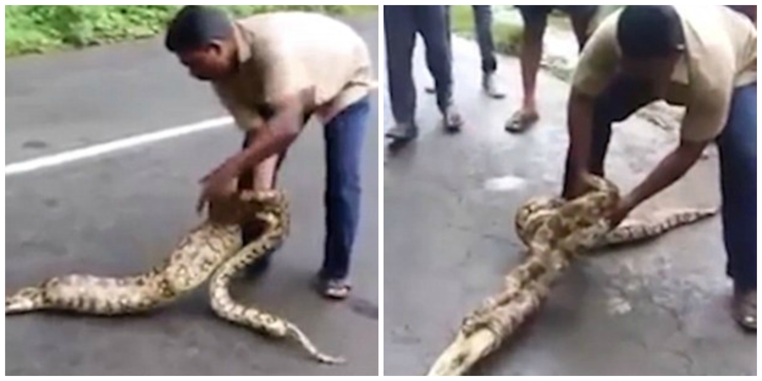 Reactia unor sateni carora sarpele le-a inghitit doua capre. Cum au incercat sa le recupereze. VIDEO