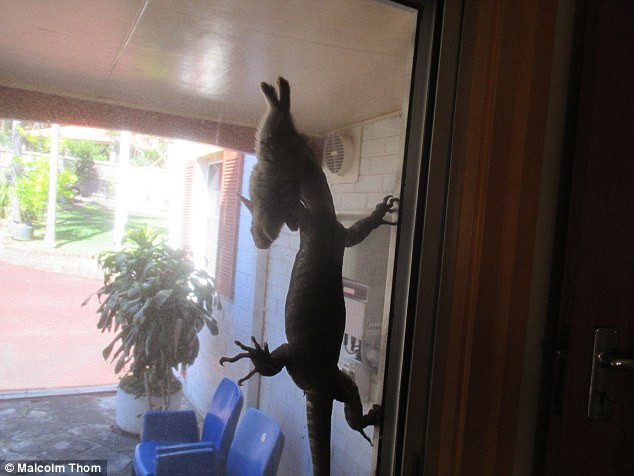 Un australian a ramas socat dupa ce o soparla care vana un iepure a ajuns pe veranda lui. Ce s-a intamplat in cateva secunde