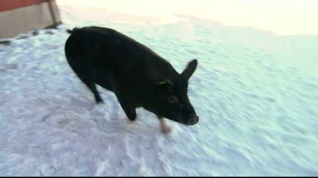 O purcelusa de 130 de kilograme, vedeta unui sat din Norvegia. Ce face in momentul in care este lasata libera prin curte