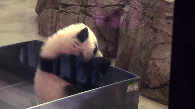 Sute de oameni au stat la coada la zoo ca sa vada un pui de urs panda. Cum a fost botezat de prima doamna a Americii