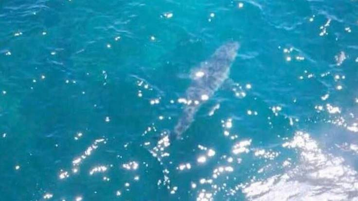 O plaja din Australia a fost evacuata dupa ce un rechin de 7 metri a aparut la mal. "Este cel mai mare de pana acum"