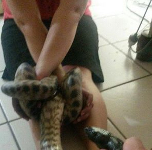 S-a trezit tipand de durere, cu un piton incolacit in jurul ei, in miezul noptii. Cum a fost salvata o australianca