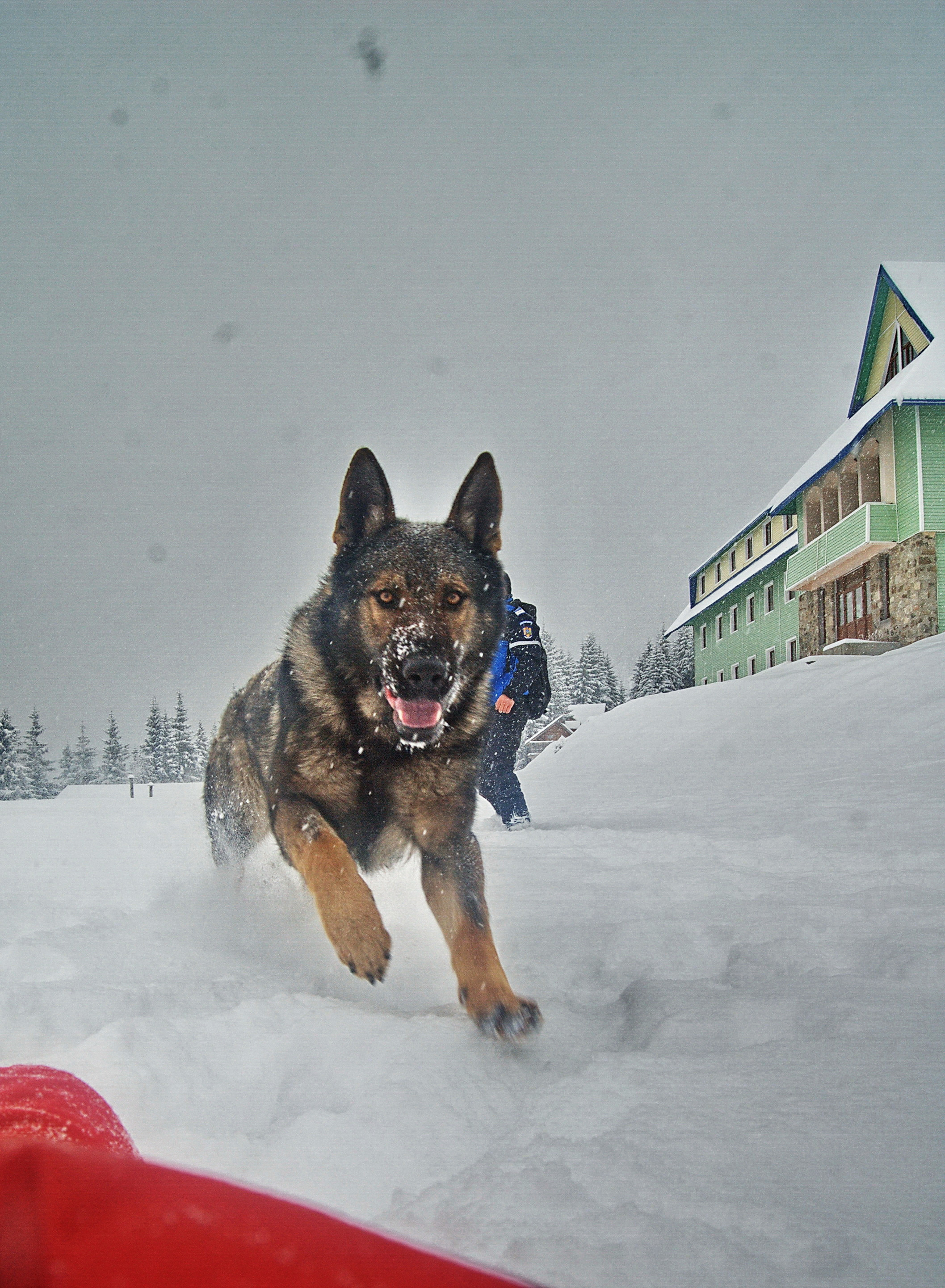 Cainii salvatori, ajutor de nadejde al jandarmilor montani in salvarea vietilor oamenilor