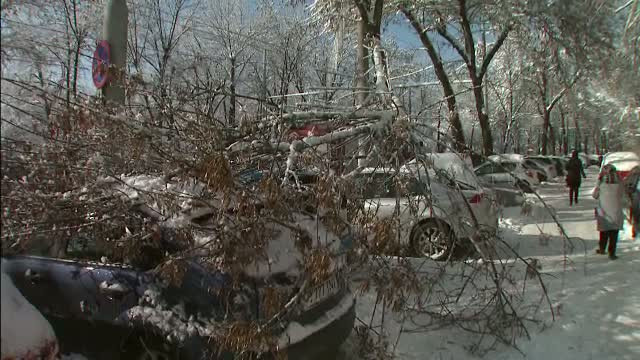 200 de bucuresteni s-au ales cu masinile distruse de copacii doborati de vijelie. Cum isi recupereaza banii pe reparatii