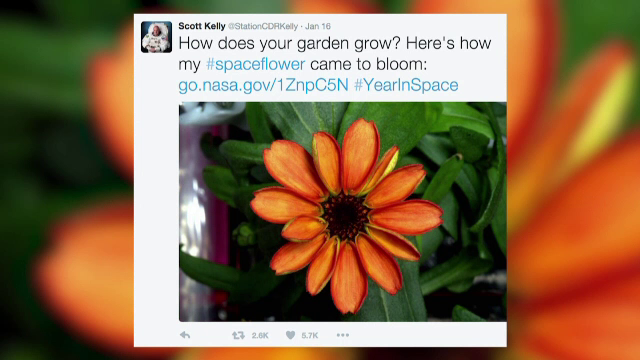 A inflorit prima planta cultivata la bordul Statiei Spatiale Internationale