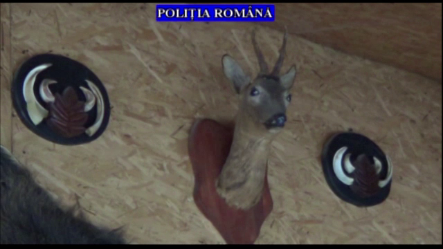 Opt barbati din Prahova sunt cercetati pentru braconaj. Ce au descoperit politistii cand le-au perchezitionat casele