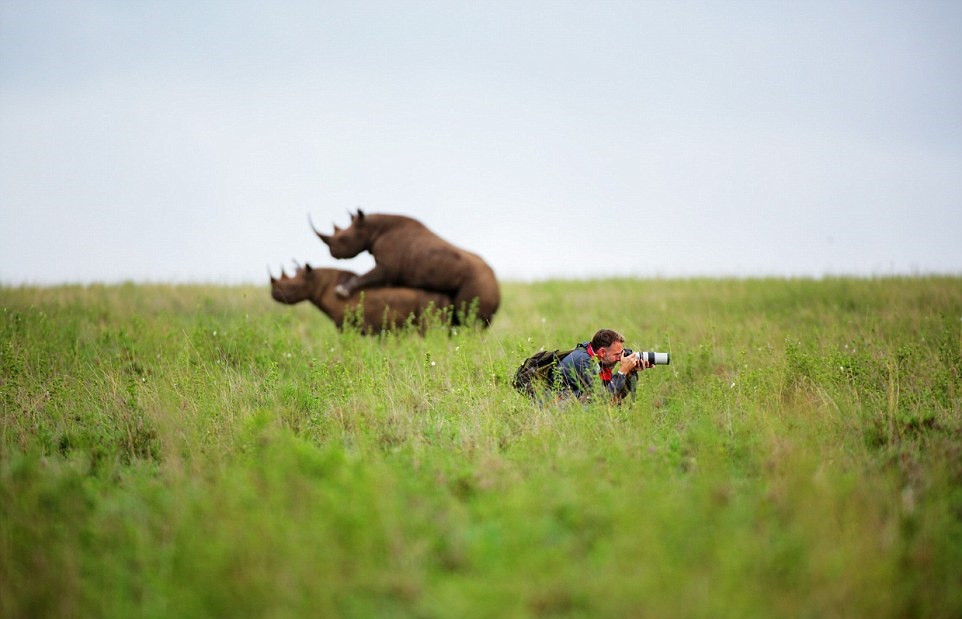 A ratat toata actiunea. Poza animale in Parcul National din Nairobi fara sa-si dea seama ce se petrece in spatele sau