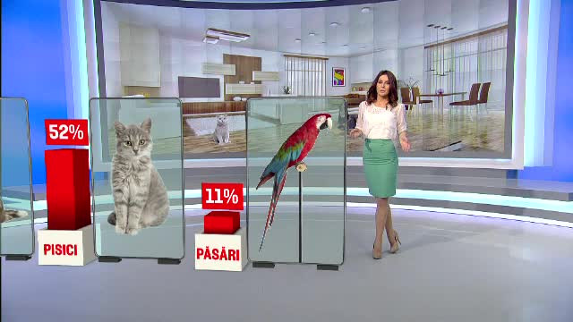 48% dintre romanii din mediul urban au un animal de companie. Ura dintre pisici si caini devine tot mai mult un mit