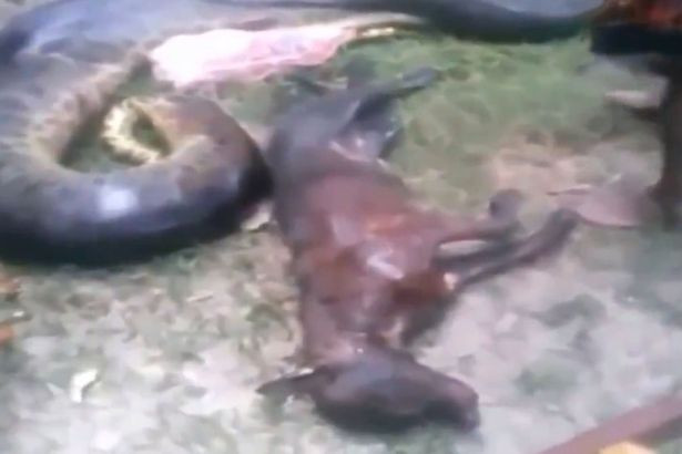 Au gasit un sarpe anaconda urias intr-un oras din Brazilia. Ce au vazut localnicii cand i-au taiat burta