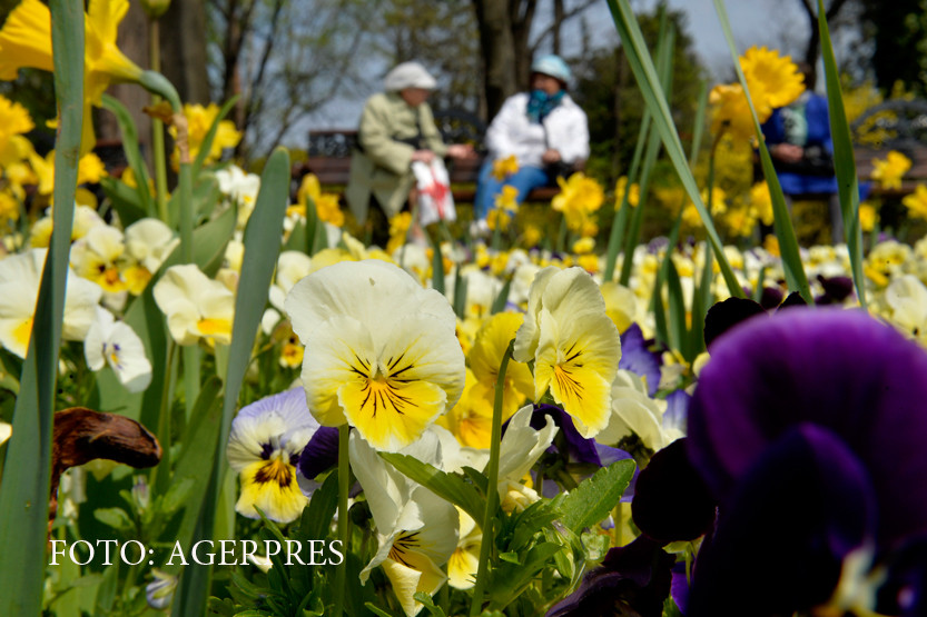 Curtea de Conturi a ofilit panselutele. In Capitala se vor planta doar flori care dureaza mai mult decat mandatul unui primar