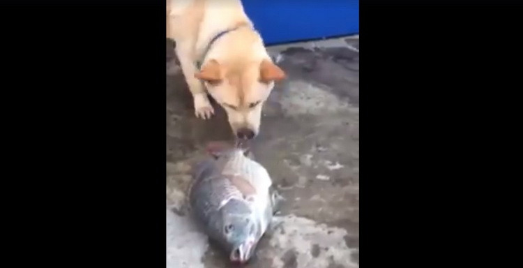 Clipul pe care zeci de mii de romani l-au distribuit in ultimele zile! Ce face un caine cand vede pesti morti este uluitor