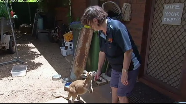 O australianca a deschis o cresa pentru canguri orfani la ea acasa. De 20 de ani ii ingrijeste si le ofera adapost