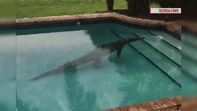 A crezut ca prietenii ii fac o gluma cand a vazut un crocodil la el in piscina. Ce s-a intamplat insa dupa cateva minute