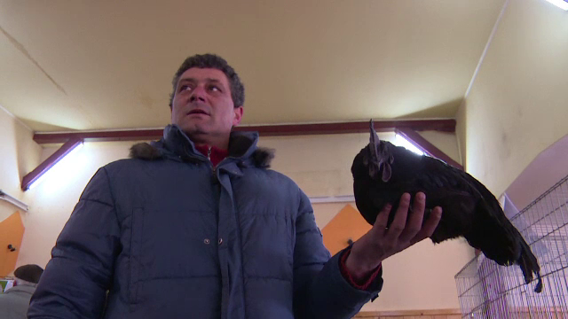 Romanul care creste cea mai scumpa rasa de gaini din lume. Un singur exemplar poate ajunge sa coste si 2500 de euro