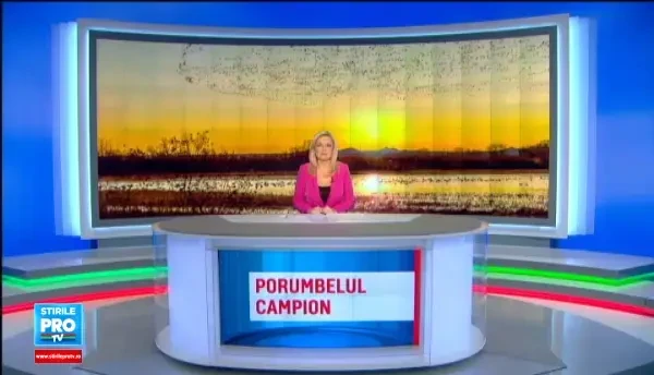 Romanul care creste cea mai scumpa rasa de gaini din lume. Un singur exemplar poate ajunge sa coste si 2500 de euro