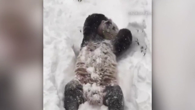 Tian Tian, ursuletul panda pentru care viscolul din SUA a fost o bucurie. A fost filmat in timp ce se joaca in zapada