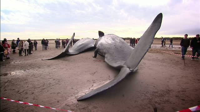 Patru balene, gasite pe o plaja din Marea Britanie. Expertii spun ca un astfel de incident nu s-a intamplat de zeci de ani
