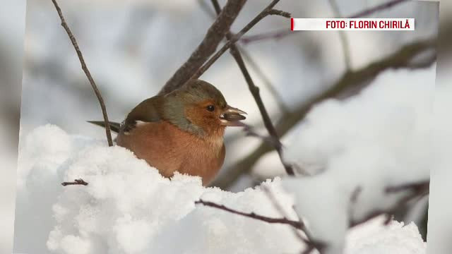 Ajutorul primit de pasarile care isi petrec iarna in Romania, din partea voluntarilor. "O noapte poate insemna moartea"