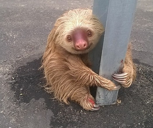 Reactia simpatica a unui lenes care a vrut sa traverseze o autostrada in Ecuador. Imaginile amuzante s-au viralizat